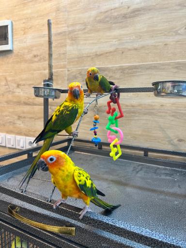 عکس پت شاپ تخصصی پرندگان سامان