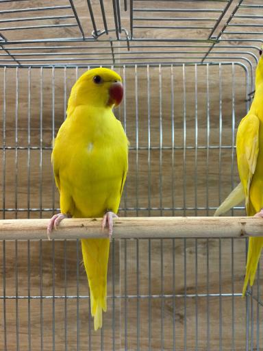 عکس پت شاپ تخصصی پرندگان سامان