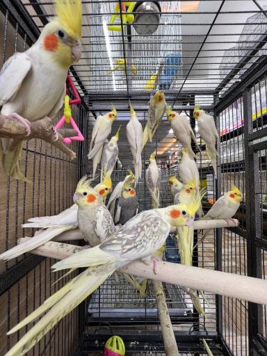 عکس پت شاپ تخصصی پرندگان سامان
