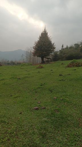 عکس شولم