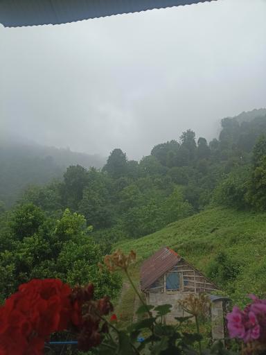 عکس شولم