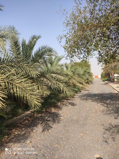 عکس باشگاه سوارکاری محسنی 