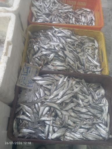 عکس ماهی فروشی تک 