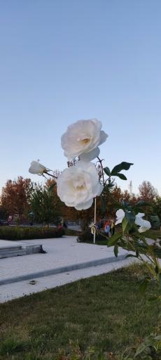 عکس بوستان شهروند