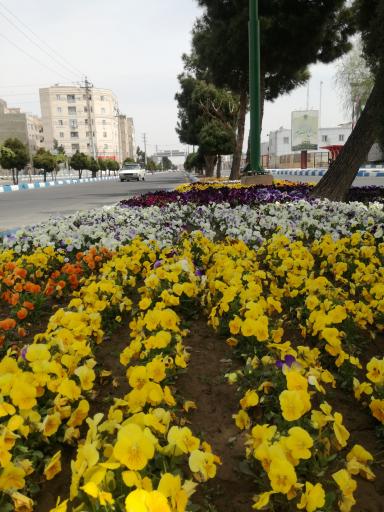 عکس شاهدشهر