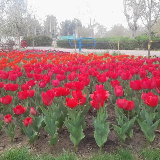 بوستان شهروند