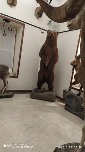 عکس موزه حیات وحش