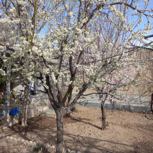 عکس مجتمع باغ ایرانی نیلگون