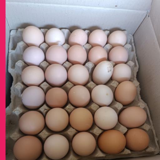 عکس فروشگاه تخم مرغ کیان