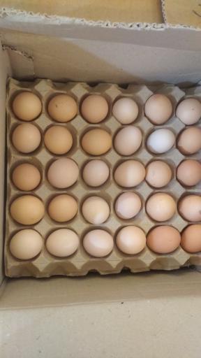 عکس فروشگاه تخم مرغ کیان