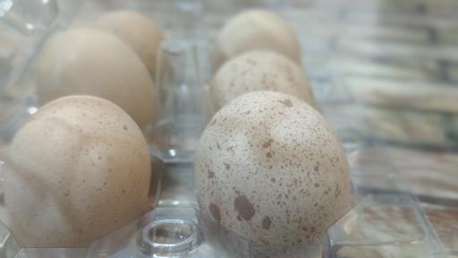 عکس فروشگاه تخم مرغ کیان