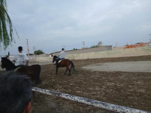 عکس باشگاه اسب سواری