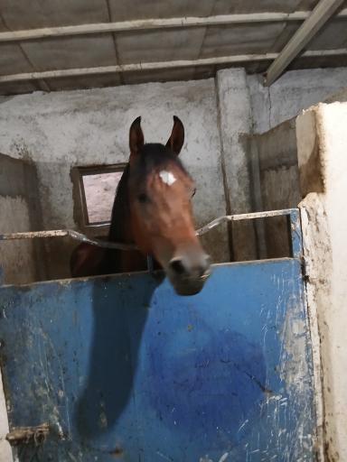 عکس باشگاه اسب سواری