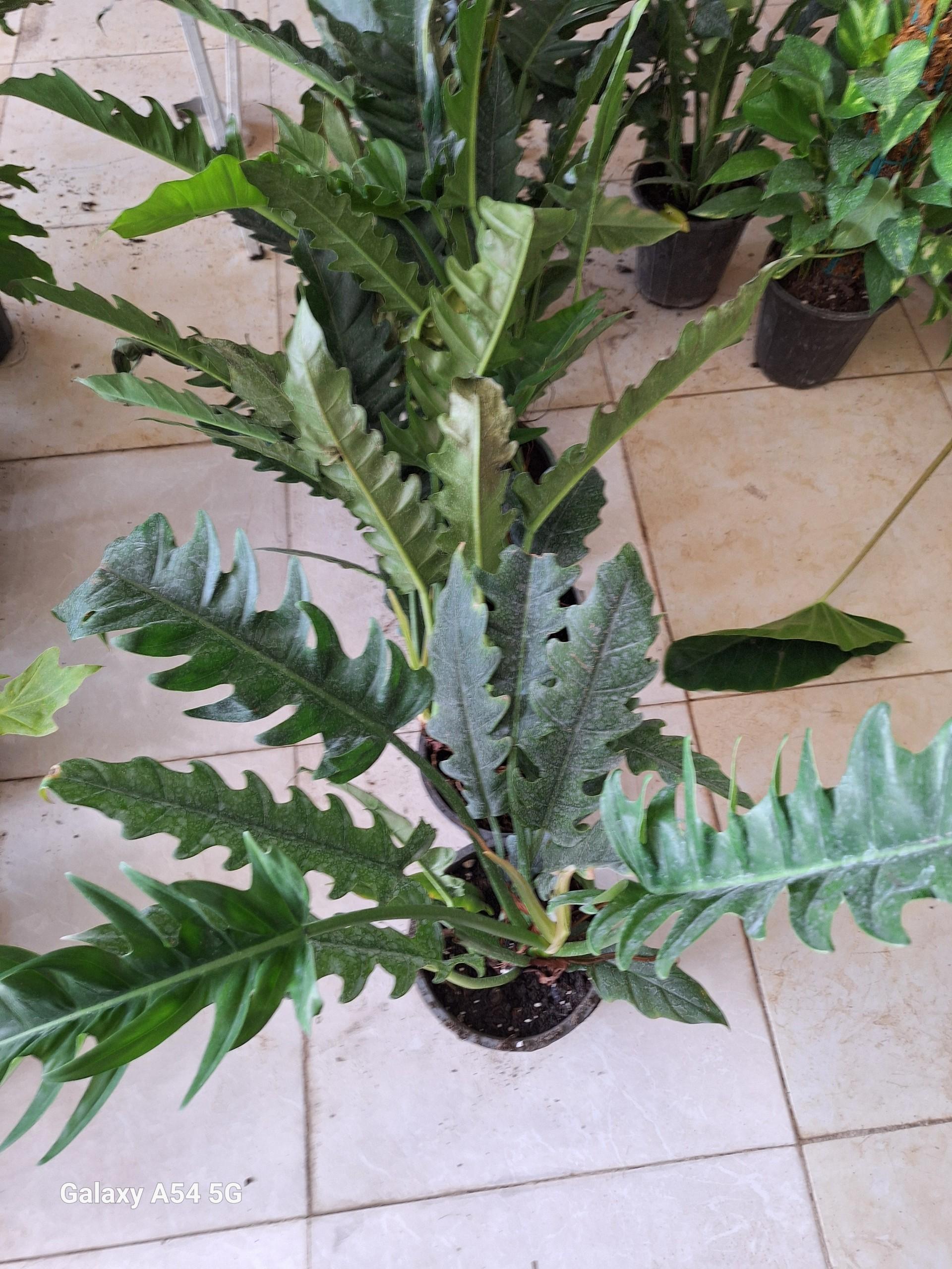 عکس گل آپارتمانی اورنگ 