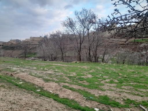 عکس شیرین بلاغ