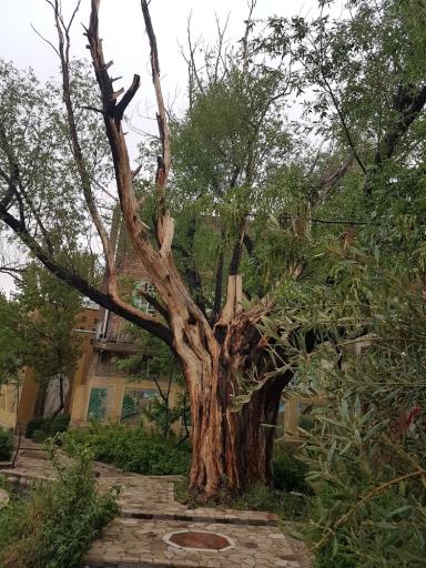 عکس پارک سعدی