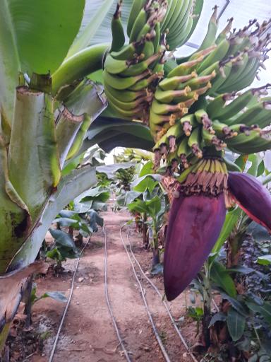 عکس جنگل استوایی آمازون