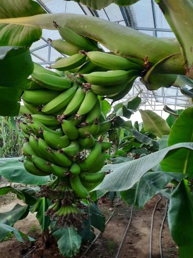 عکس جنگل استوایی آمازون