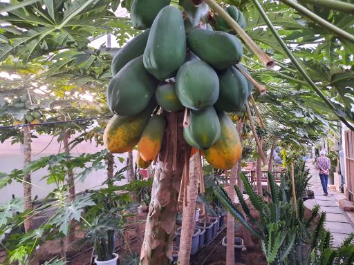 عکس جنگل استوایی آمازون