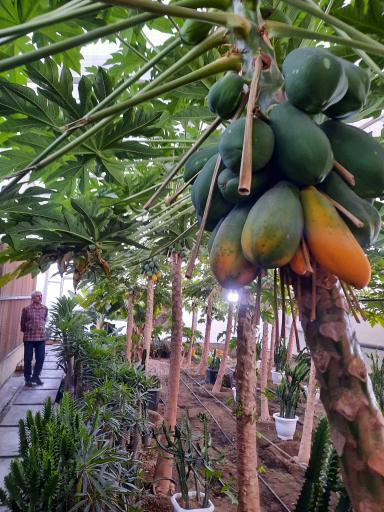 عکس جنگل استوایی آمازون