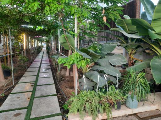 عکس جنگل استوایی آمازون