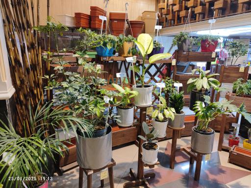 عکس گالری گل‌های آپارتمانی رستان