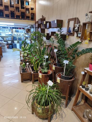 عکس گالری گل‌های آپارتمانی رستان
