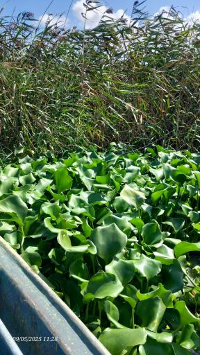 عکس تالاب انزلی