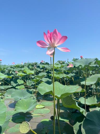 عکس تالاب انزلی