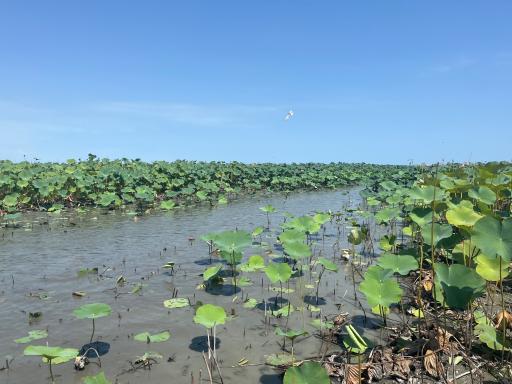 عکس تالاب انزلی