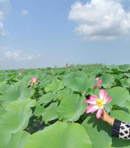 عکس تالاب انزلی