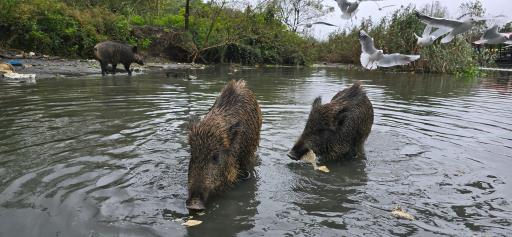 عکس تالاب انزلی