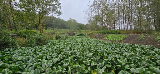 عکس تالاب انزلی