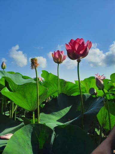 عکس تالاب انزلی