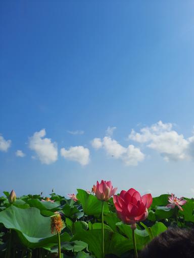 عکس تالاب انزلی