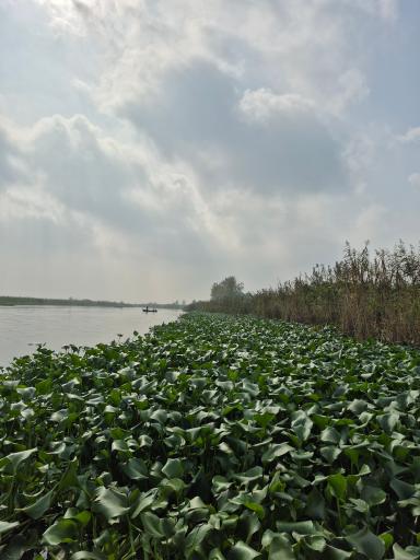 عکس تالاب انزلی
