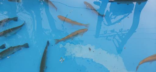 عکس رستوران پولک