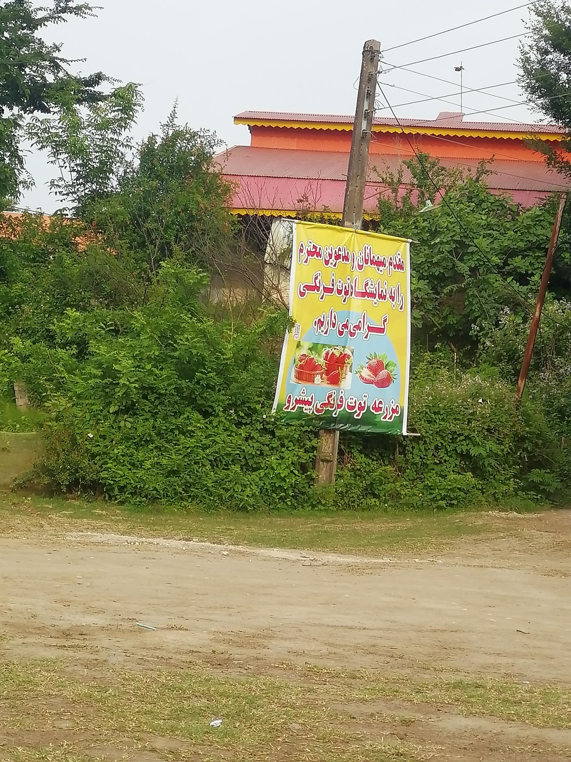 عکس مزرعه توت فرنگی پیشرو