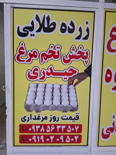 عکس پخش تخم مرغ حیدری
