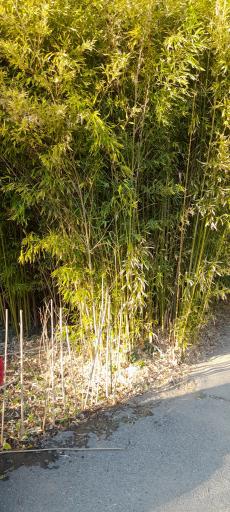 عکس موزه گیاه‌شناسی