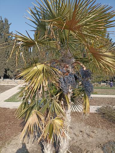 عکس موزه گیاه‌شناسی