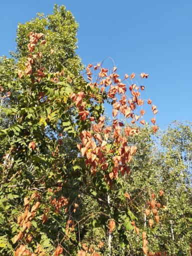 عکس موزه گیاه‌شناسی