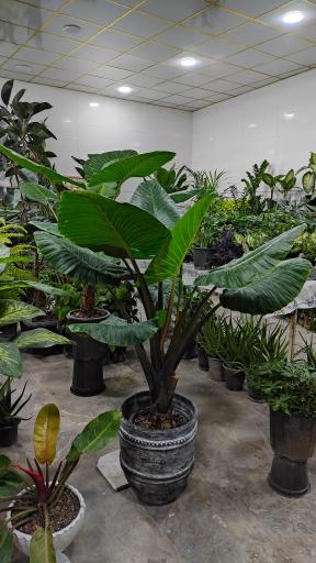 عکس فروشگاه گل هوشمند