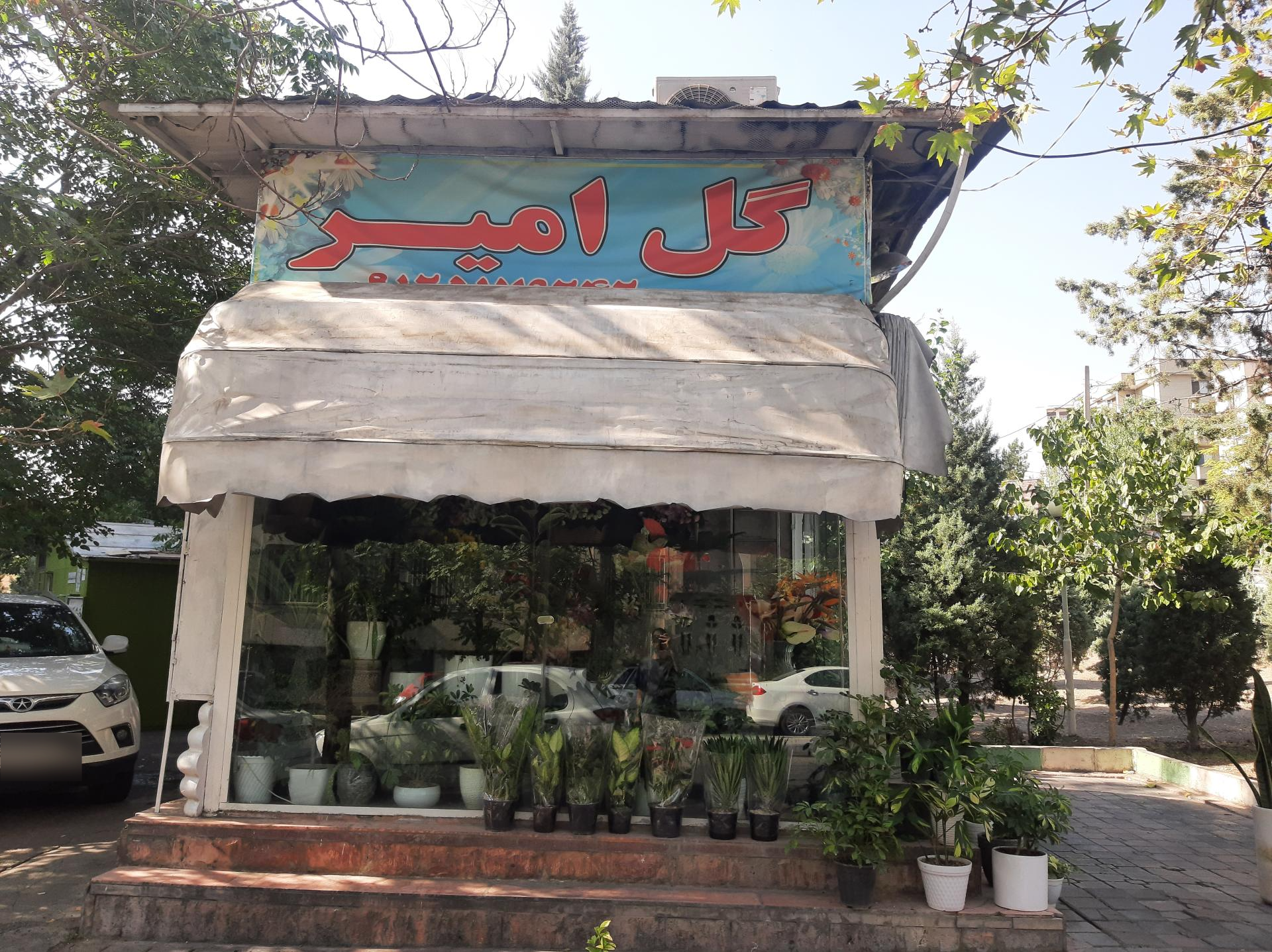 عکس گل امیر