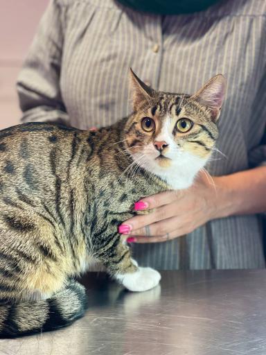 عکس کلینیک دامپزشکی مرکزی دکتر مریم حیدرلو