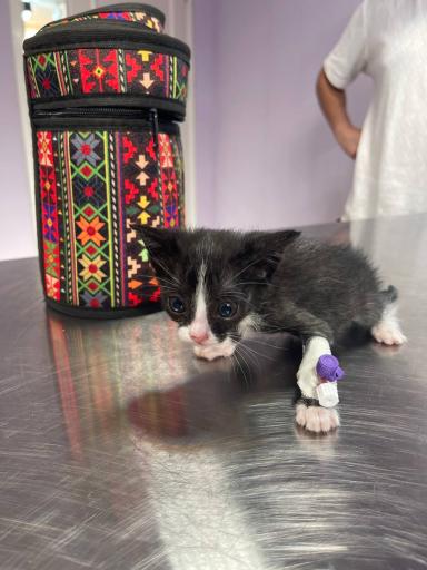 عکس کلینیک دامپزشکی مرکزی دکتر مریم حیدرلو