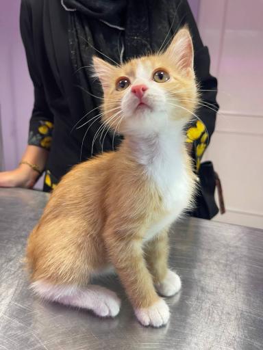 عکس کلینیک دامپزشکی مرکزی دکتر مریم حیدرلو