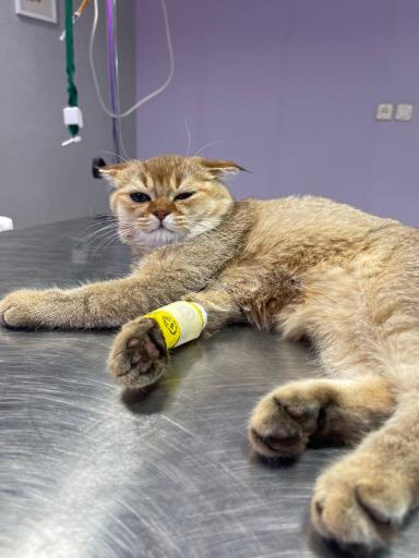 عکس کلینیک دامپزشکی مرکزی دکتر مریم حیدرلو