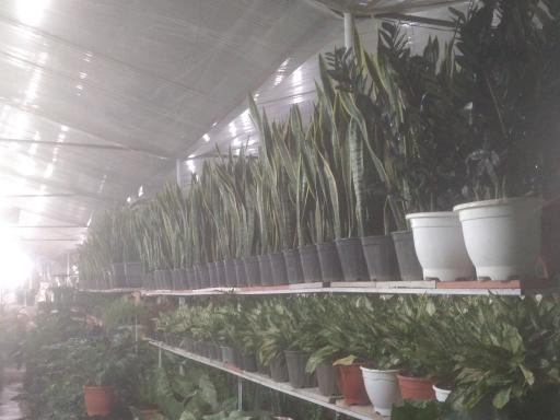 عکس گلباغ رها