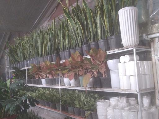 عکس گلباغ رها